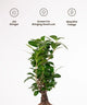 Potted plant with decorative icons and text on a white background