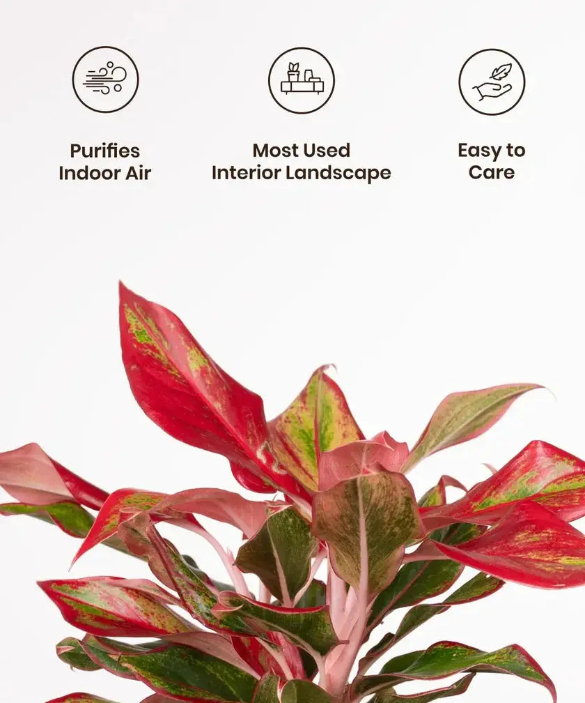 Close-up of Aglaonema Lipstick Plant with icons showing benefits like air purification, interior use, and ease of care.