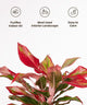 Detailed view of Aglaonema Lipstick Plant leaves with icons showing air-purifying, interior landscape use, and easy maintenance.