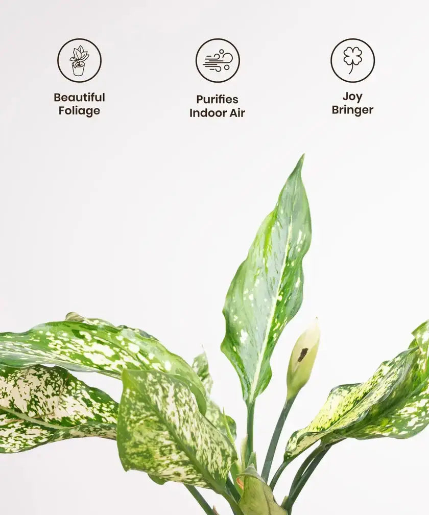 Green plant with icons and text describing its benefits on a white background
