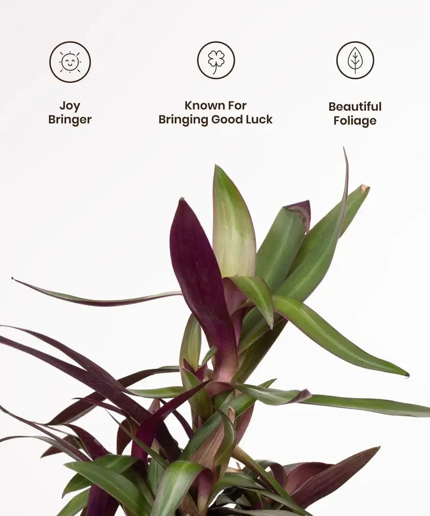 Indoor plant with maroon and green leaves on a white background, featuring icons and text about its qualities.