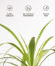 Green plant with icons and text describing its benefits on a white background