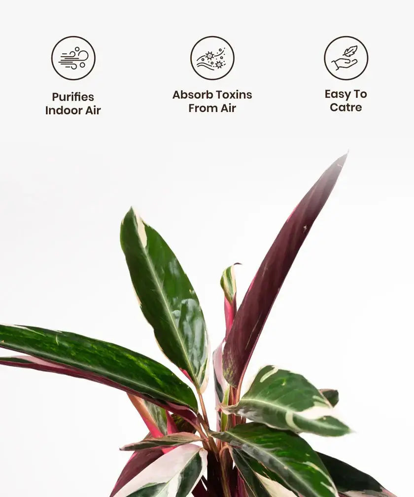 Calathea Triostar foliage with icons showing plant's benefits like air purification, toxin removal, and easy maintenance.