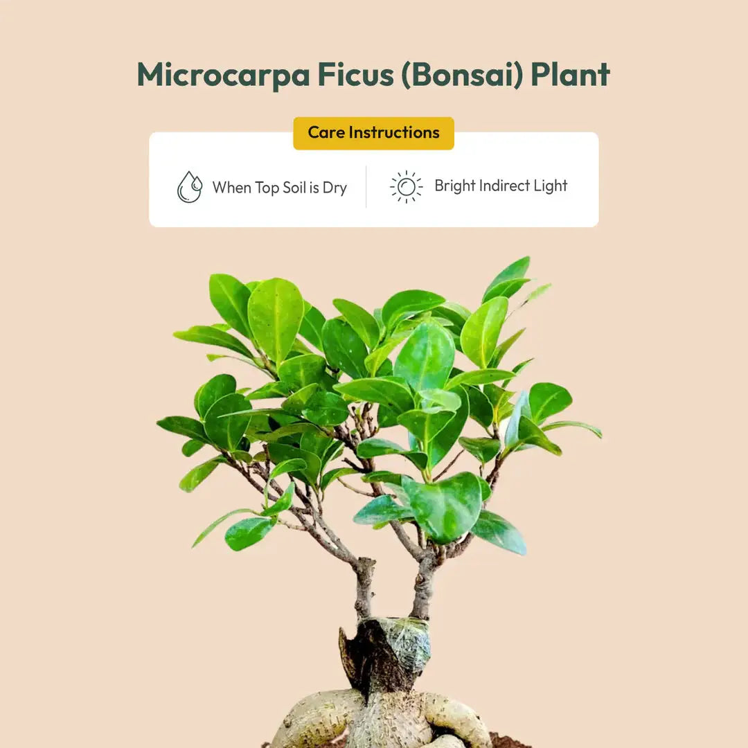 Lucky Bonsai Plant