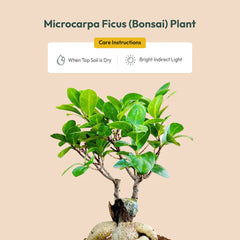 Lucky Bonsai Plant