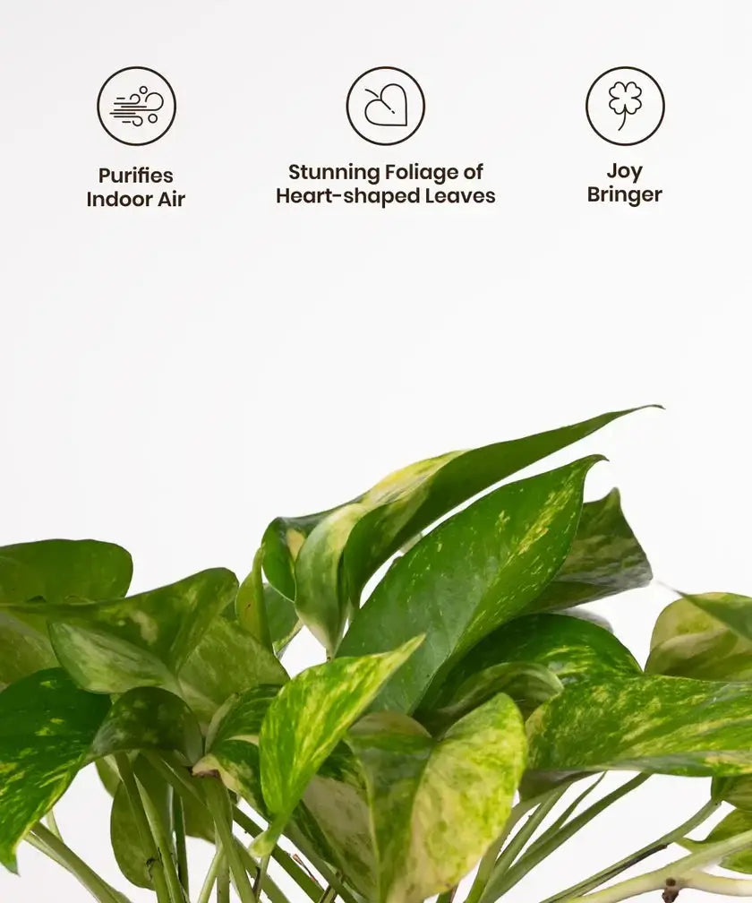Heart-shaped foliage of Money Variegated Plant. Known for purifying indoor air and bringing positivity to home environments.