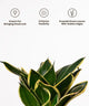 Potted plant with gold edges on a white background, featuring icons and text about its properties.