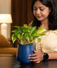Woman admiring Money Variegated Plant in blue pot. A thoughtful gift plant with self-watering feature and lush foliage.