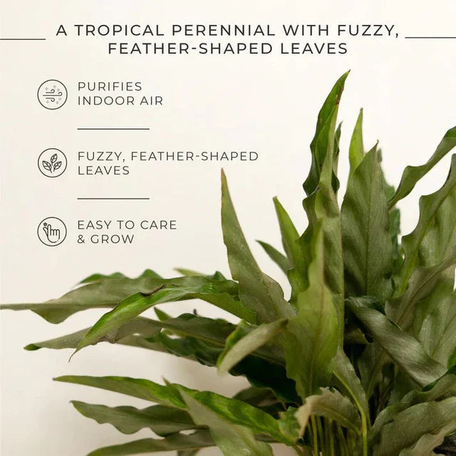 Calathea Triostar Plant