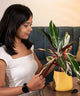 Woman tending to Calathea Triostar Plant in yellow pot, perfect for brightening interiors with colorful, easy-care foliage.