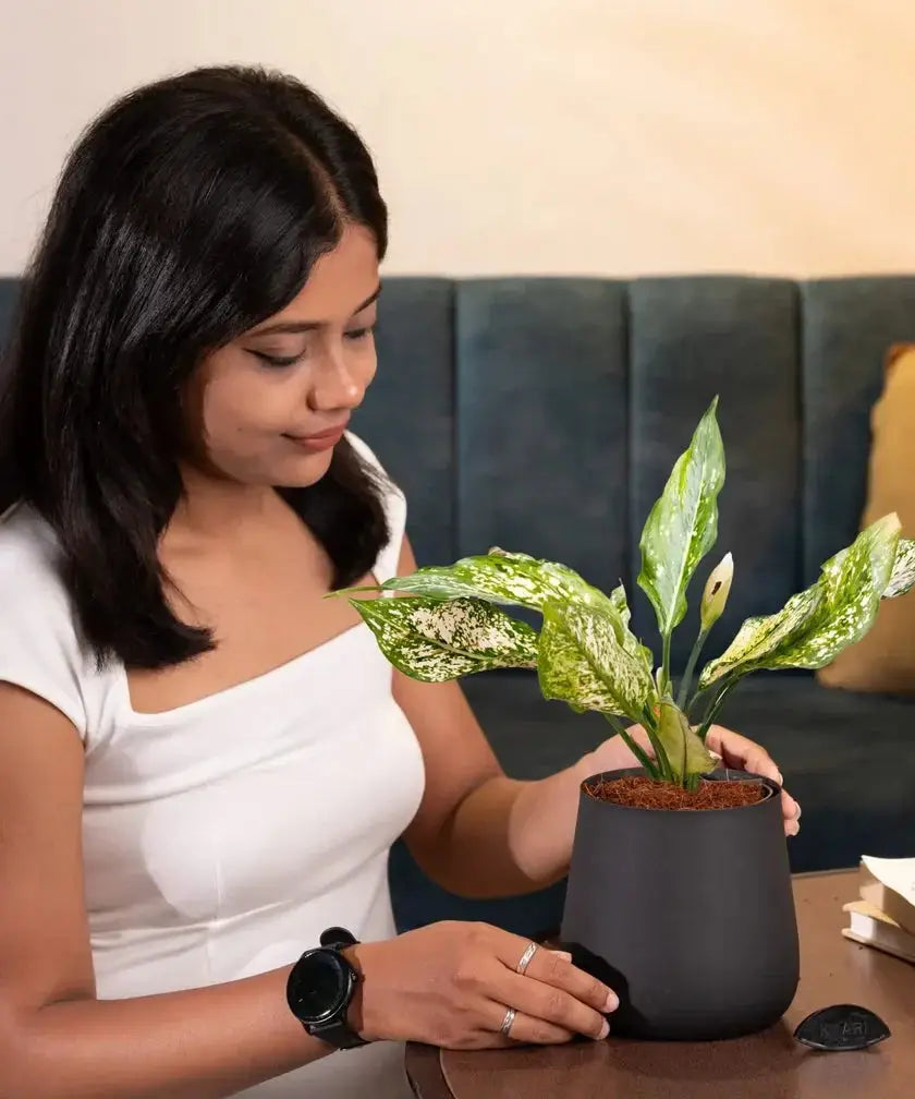 Aglaonema Snow White Plant in matte black pot on wooden table, ideal for minimalist home décor and low-light indoor areas.