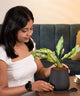 Aglaonema Snow White Plant in matte black pot on wooden table, ideal for minimalist home décor and low-light indoor areas.