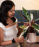 Woman interacting with Calathea Triostar Plant in cream pot, showcasing its decorative and air-purifying qualities.