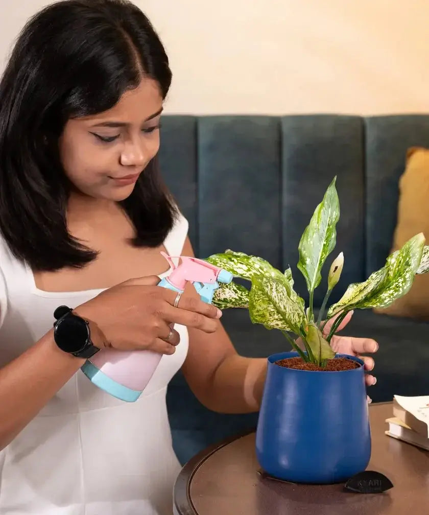 Woman watering Aglaonema Snow White Plant in blue pot, demonstrating simple care routine for this low-maintenance indoor plant.