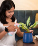 Woman watering Aglaonema Snow White Plant in blue pot, demonstrating simple care routine for this low-maintenance indoor plant.
