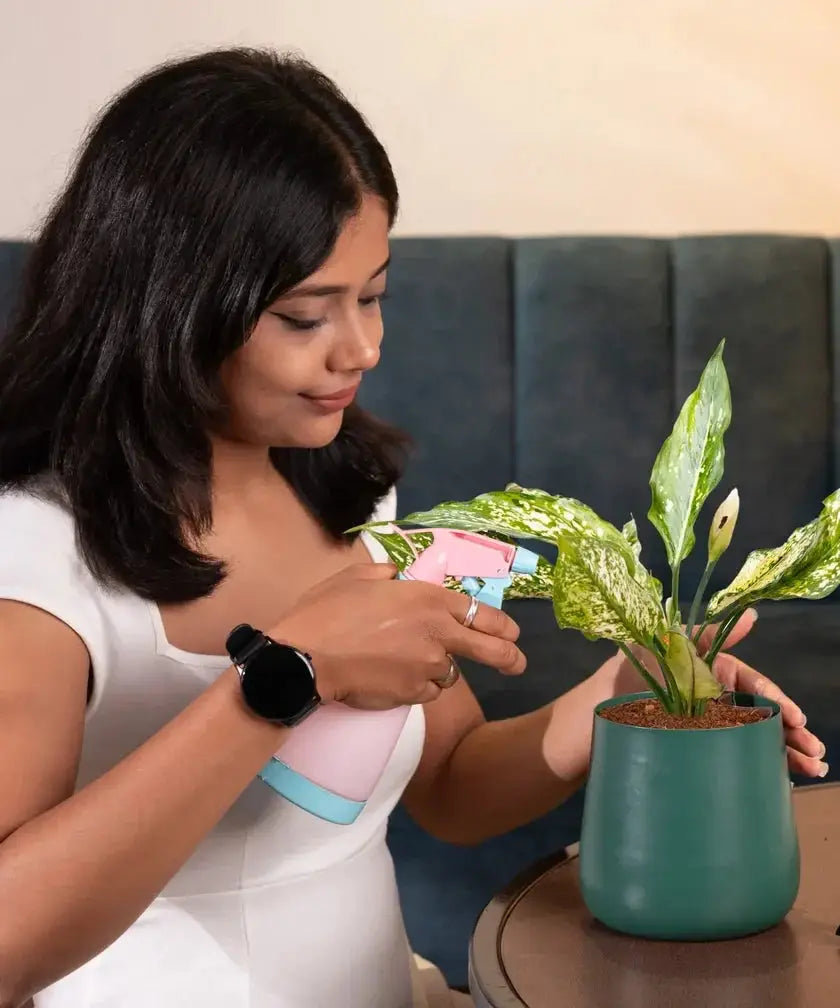 Woman watering a potted plant with a spray bottle in a living room setting.