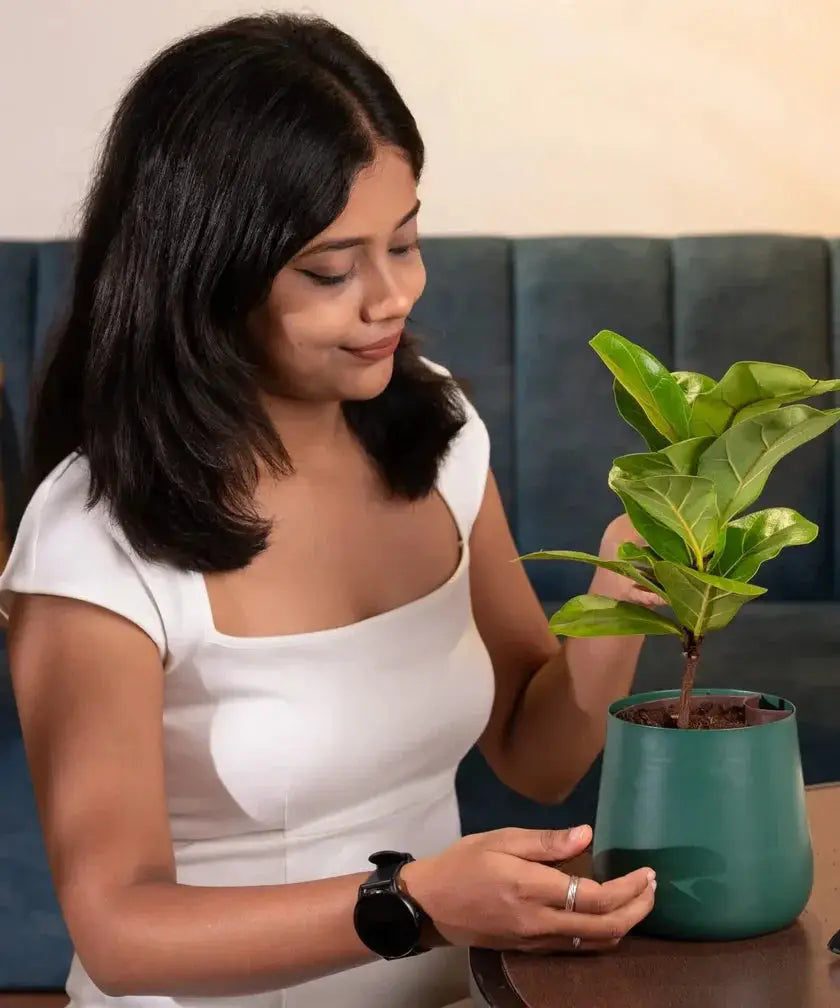 Woman admiring Fiddle Fig Plant in green Aura Planter, ideal for home and office spaces with air-purifying benefits.