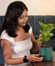 Woman admiring Fiddle Fig Plant in green Aura Planter, ideal for home and office spaces with air-purifying benefits.