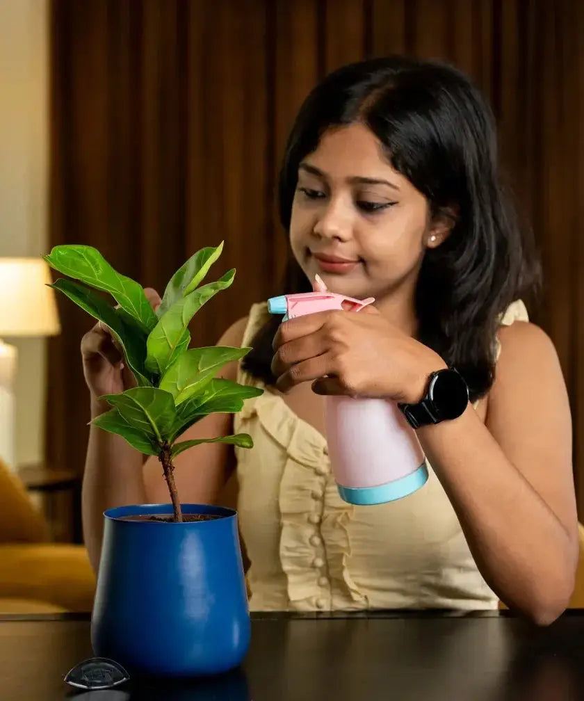Woman misting Fiddle Fig Plant in blue Aura Planter, demonstrating easy indoor plant care and maintenance.