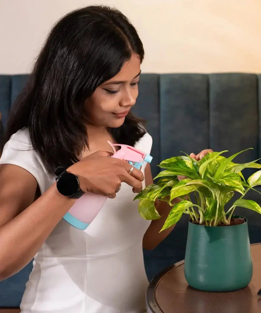 Woman misting Money Variegated Plant in green pot. Perfect indoor plant for home or office with easy care and air-purifying benefits.