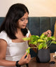 Woman inspecting Money Variegated Plant in black pot. Great for gifting and indoor air purification with minimal maintenance.