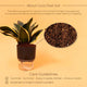 Golden Hahnii Snake Plant
