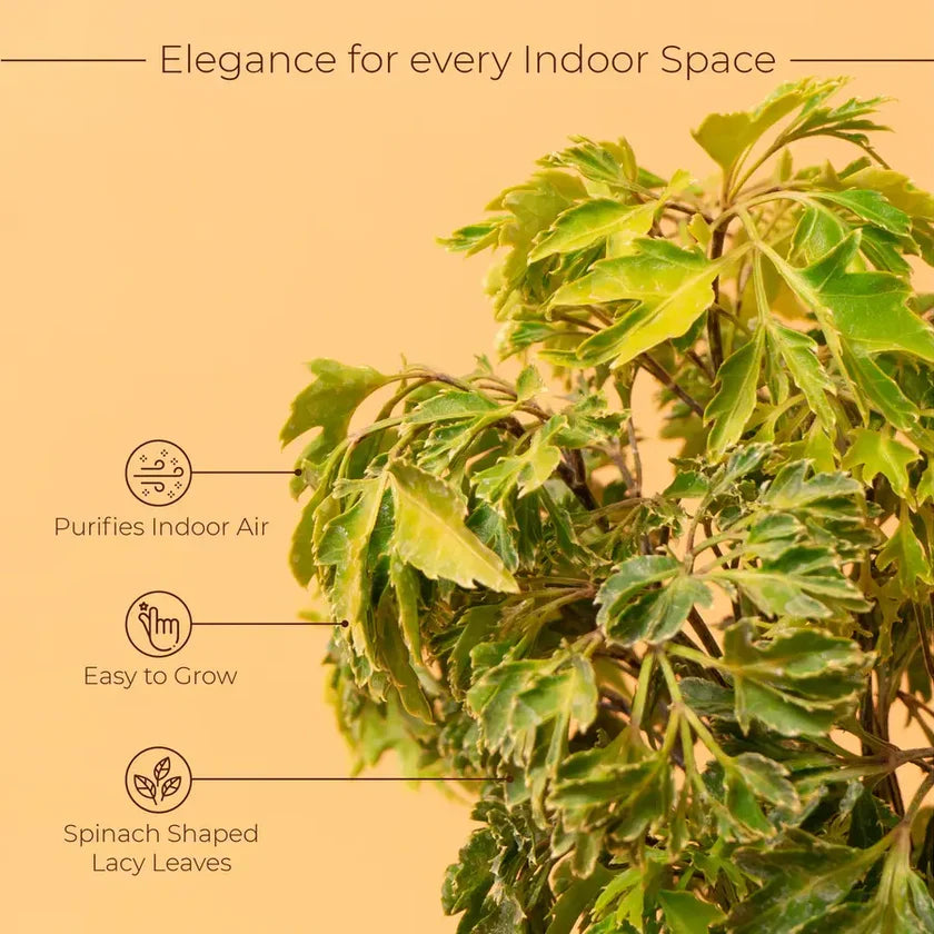 Aralia Green Plant