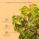 Aralia Green Plant