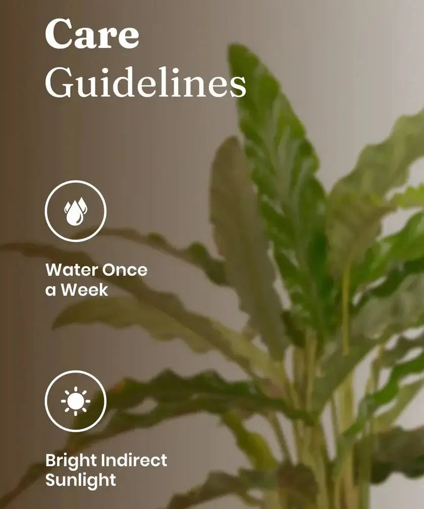 Care guidelines for a plant with text 'Water Once a Week' and 'Bright Indirect Sunlight' on a blurred plant background.