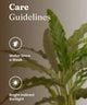 Care guidelines for a plant with text 'Water Once a Week' and 'Bright Indirect Sunlight' on a blurred plant background.