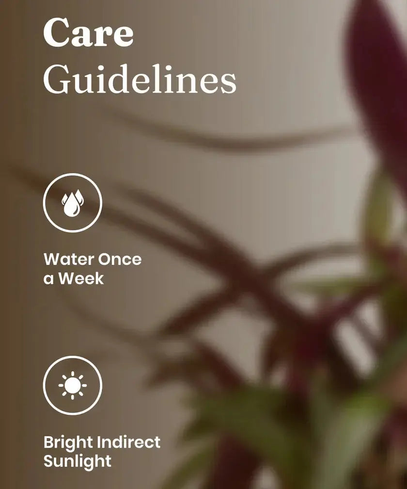 Care guidelines for a plant with water and sunlight icons on a blurred background