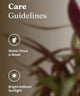 Care guidelines for a plant with water and sunlight icons on a blurred background