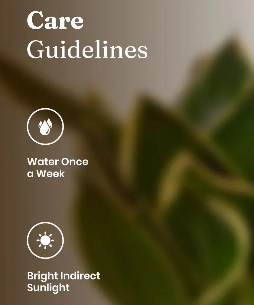 Care guidelines for a plant with water and sunlight icons on a blurred plant background.