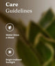 Care guidelines for a plant with water and sunlight icons on a blurred plant background.