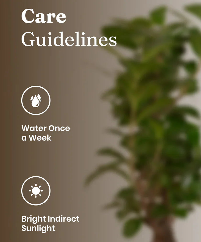 Lucky Bonsai Plant