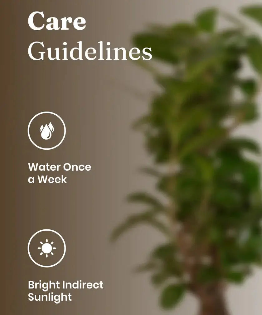 Care guidelines for a plant with water and sunlight icons on a blurred background