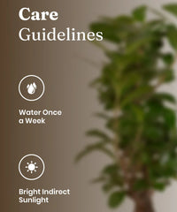 Lucky Bonsai Plant