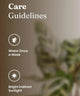 Care guidelines for Peacock Plant showing water once a week and bright indirect sunlight. Ideal for indoor plant maintenance.