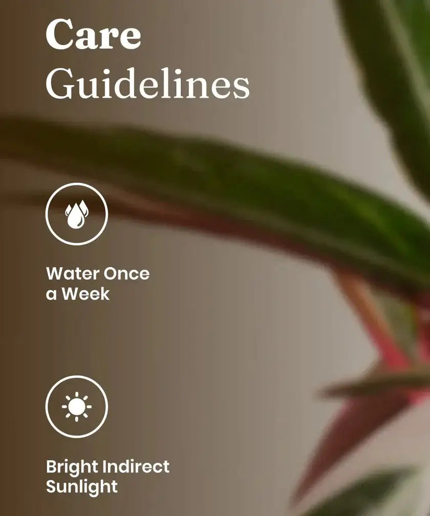 Care guidelines for Calathea Triostar Plant showing weekly watering and preference for bright indirect sunlight.