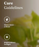 Care guidelines for a plant with water and sunlight icons on a blurred plant background.