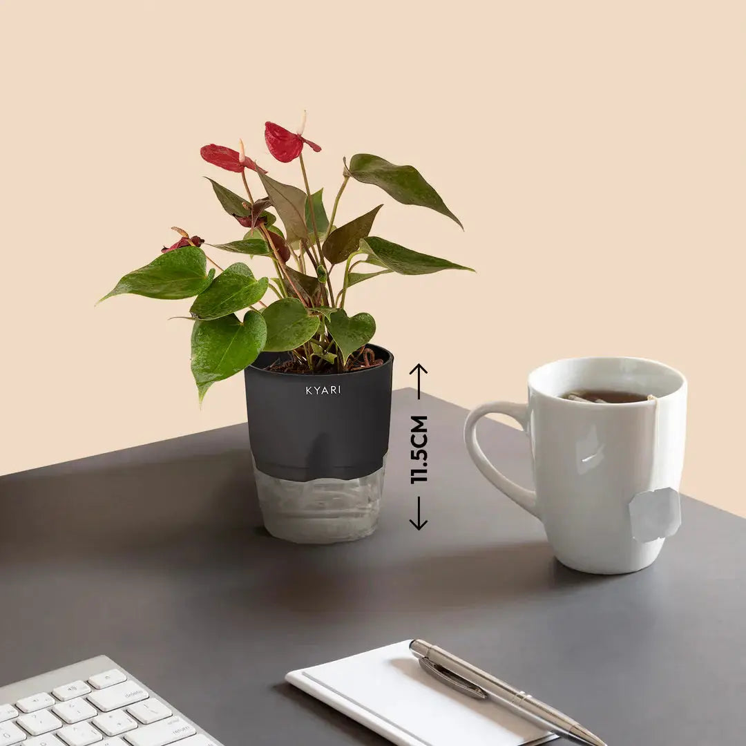 Anthurium Red Plant