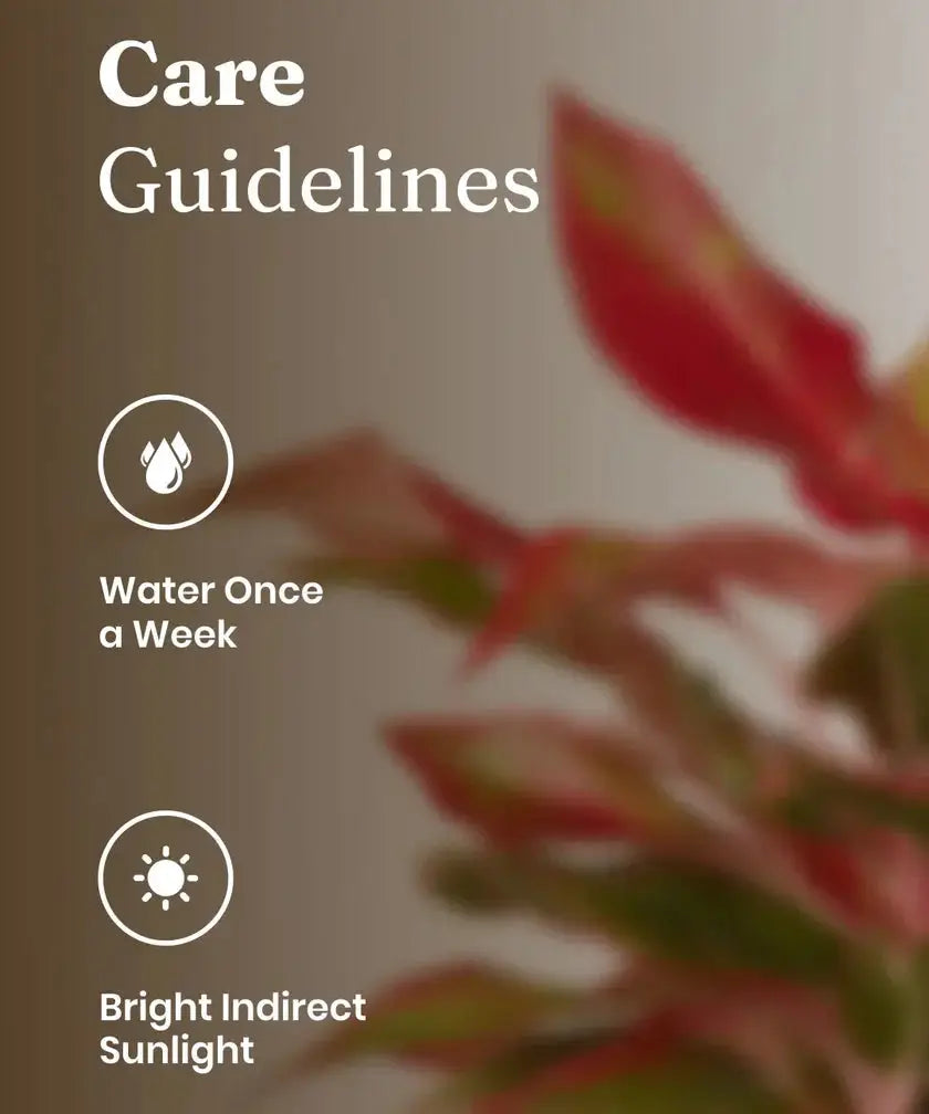 Care guidelines for a plant with text 'Water Once a Week' and 'Bright Indirect Sunlight' on a blurred background of a plant.