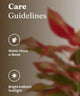Aglaonema Lipstick Plant care guide showing watering once a week and placing in bright indirect sunlight for optimal growth.
