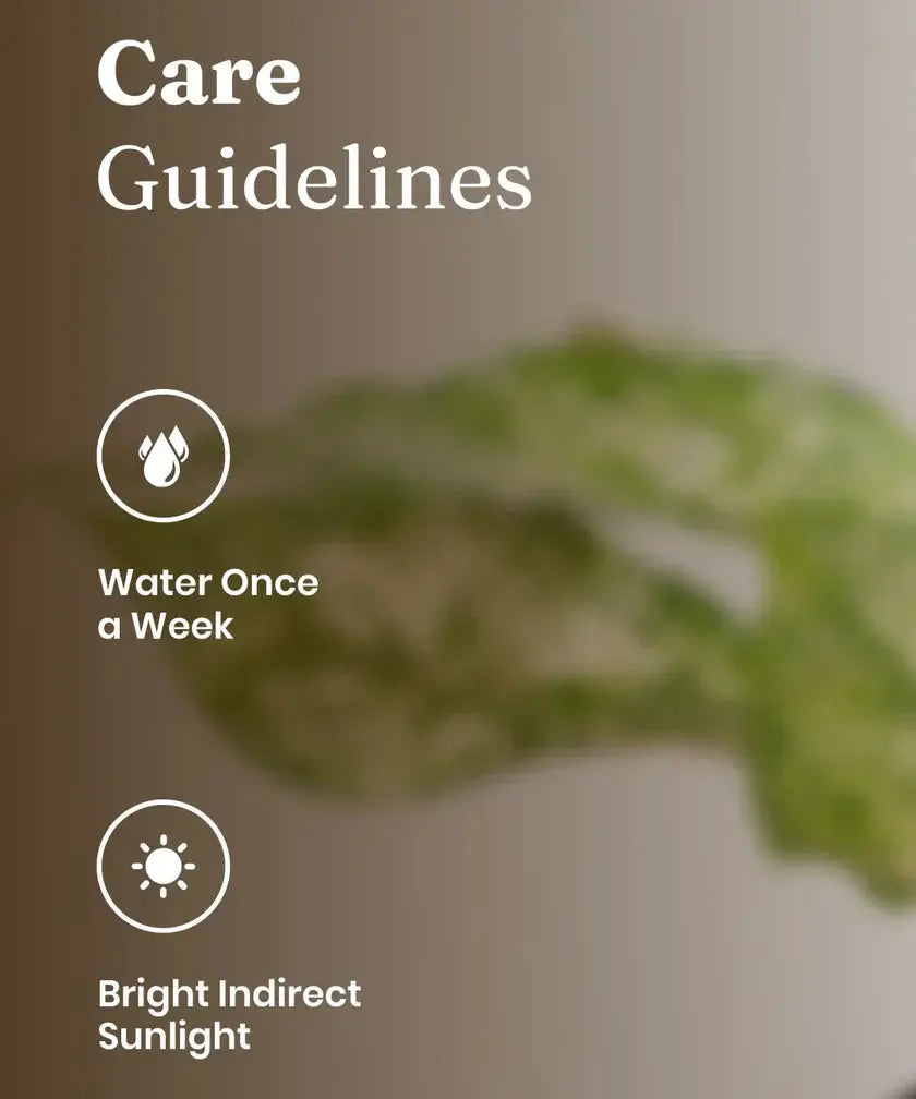Care guidelines for a plant with text 'Water Once a Week' and 'Bright Indirect Sunlight' on a blurred plant background.