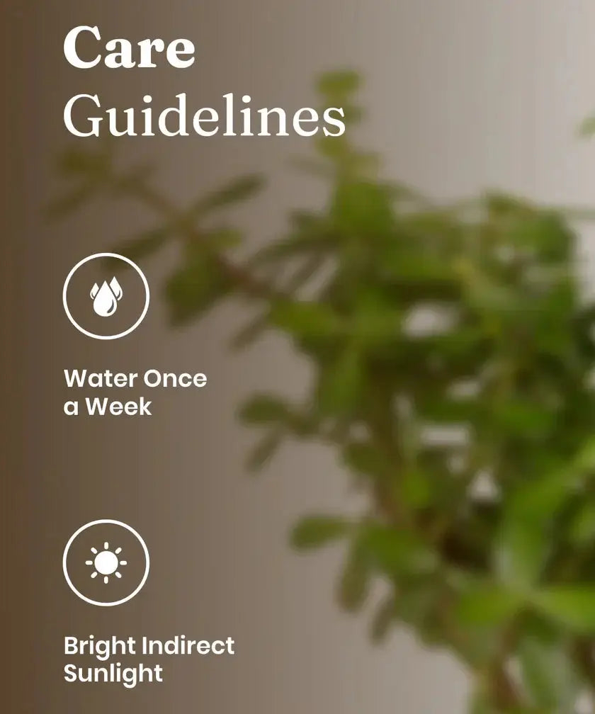 Lucky Jade Plant care guide showing watering once a week and bright indirect sunlight. Ideal jade plant for home or office decor.