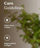 Lucky Jade Plant care guide showing watering once a week and bright indirect sunlight. Ideal jade plant for home or office decor.
