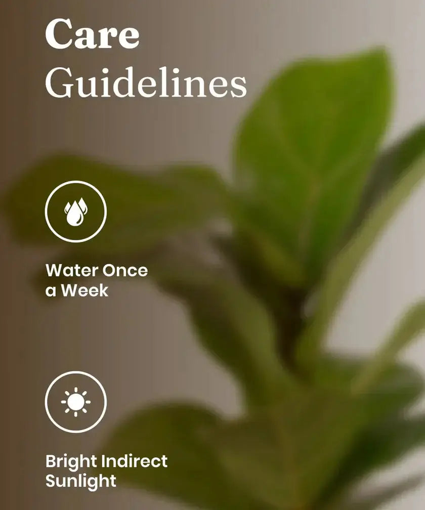 Fiddle Fig Plant care guide showing weekly watering and bright indirect sunlight for healthy indoor plant growth.
