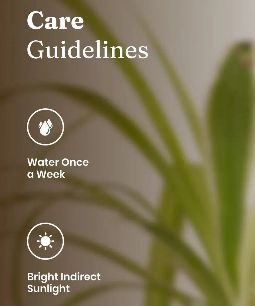 Care guidelines for a plant with text 'Water Once a Week' and 'Bright Indirect Sunlight' on a blurred plant background.