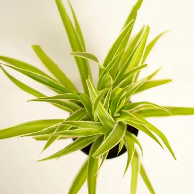 Spider Plant