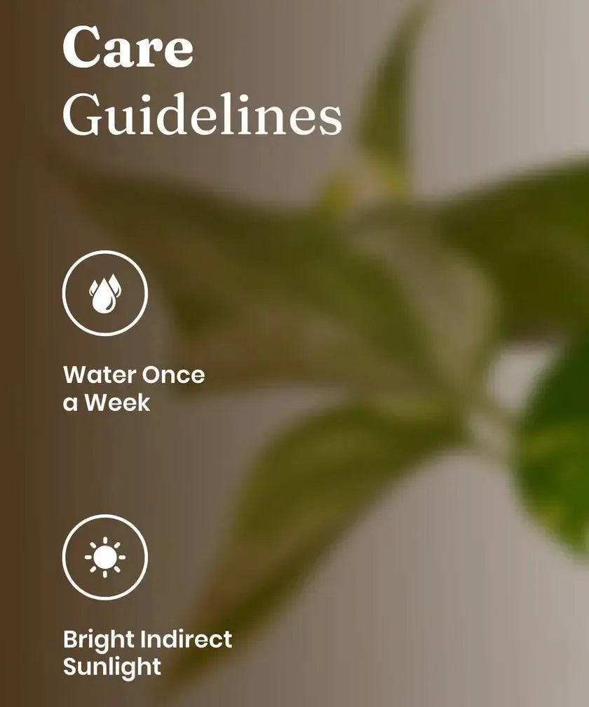 Care guidelines for Money Variegated Plant. Water once a week and place in bright indirect sunlight for best growth.